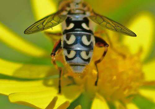 Anasimyia transfuga